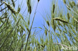 Six-row Barley (Hordeum vulgare)