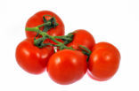 Tomato (Solanum lycopersicum)