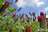 inkarnaatklaver (Trifolium incarnatum)