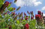 inkarnaatklaver (Trifolium incarnatum)