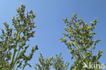 Large Tobacco (Nicotiana tabacum)