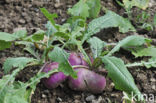 Turnip (Brassica rapa)