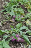 Turnip (Brassica rapa)