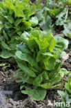 Garden Lettuce (Lactuca sativa)