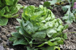 Garden Lettuce (Lactuca sativa)