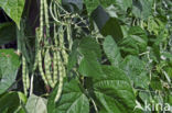 climbing French Bean (Phaseolus vulgaris)