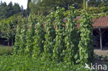 climbing French Bean (Phaseolus vulgaris)