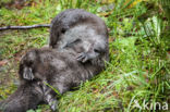 European Otter (Lutra lutra)