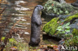 European Otter (Lutra lutra)