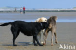 Golden retriever (Canis domesticus)