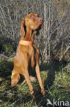 Hongaarse kortharige Vizsla (Canis domesticus)