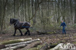 Belgian Horse (Equus spp)