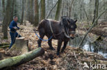 Belgian Horse (Equus spp)