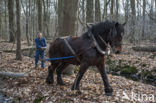 Belgian Horse (Equus spp)