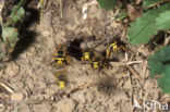 Duitse wesp (Vespula germanica)