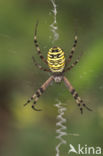 wasp spider (Argiope bruennichi)