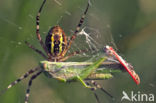 wasp spider (Argiope bruennichi)