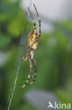 wasp spider (Argiope bruennichi)