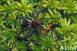 Gerande oeverspin (Dolomedes fimbriatus)