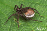 Wolfspider (Pardosa amentata)