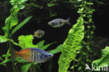 Boeseman s rainbowfish (Melanotaenia boesemani)