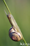 Brown-lipped Snail (Cepaea nemoralis)