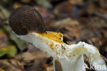 Red Slug (Arion rufus)