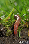 Earthworm (Lumbricus terrestris)