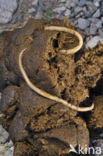 Equine roundworm (Parascaris Equorum)