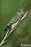 Long-winged grasshopper (Aiolopus thalassinus)