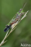 Strandsprinkhaan (Aiolopus thalassinus)