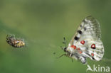 Apollovlinder (Parnassius apollo)