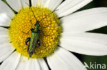 thick-legged flower beetle (Oedemera nobilis)