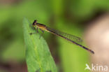 Azure Damselfly (Coenagrion puella)