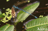 Azuurwaterjuffer (Coenagrion puella)