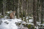 Euraziatische lynx (Lynx lynx)