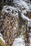 Eurasian Eagle-Owl (Bubo bubo)