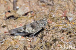 Blue-winged grasshopper (Oedipoda caerulescens)