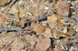 Blue-winged grasshopper (Oedipoda caerulescens)