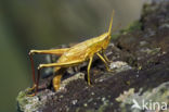 Large Gold Grasshopper (Chrysochraon dispar)