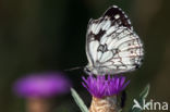 Dambordje (Melanargia galathea)