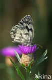 Dambordje (Melanargia galathea)