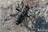 Camouflaged Flesh Fly (Sarcophaga carnaria)