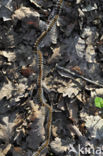 Pine processionary  Moth (Thaumetopoea pityocampa)