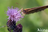 Distelvlinder (Vanessa cardui)