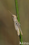 Sharp-tailed Grasshopper (Euchorthippus declivus)