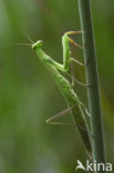 Bidsprinkhaan (Mantis religiosa)