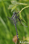 Club-tailed Dragonfly (Gomphus vulgatissimus)