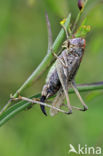 Grey Bush-cricket (Platycleis albopunctata)