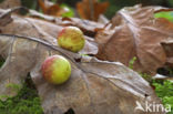 Cherry gall